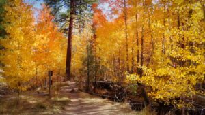 Thomas Creek Trail