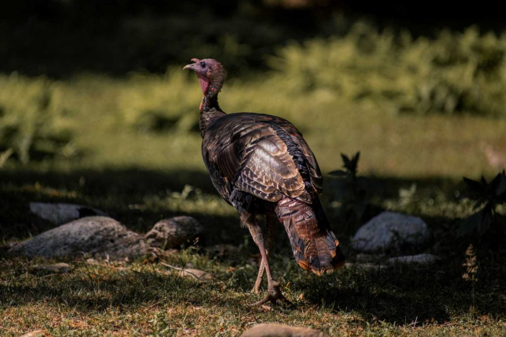 Chattahoochee National Forest Hunting​ Turkey