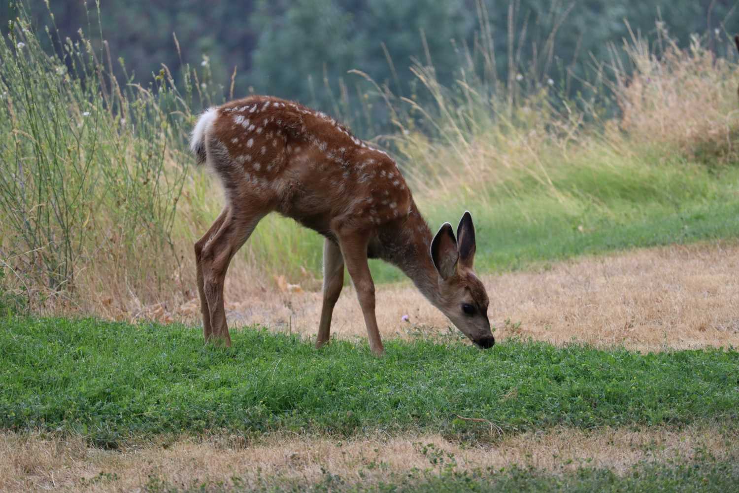 Mark Twain National Forest Hunting Deer