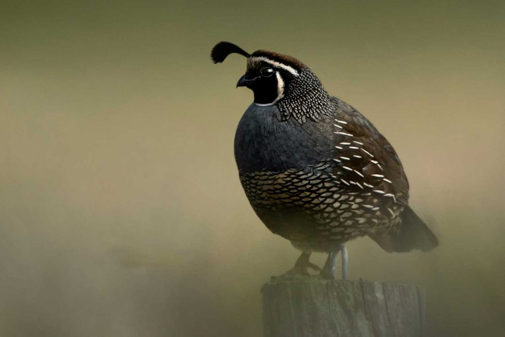 Inyo National Forest Hunting Quail