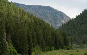 National Forest Hunting