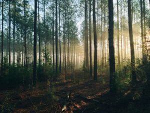 Sam Houston National Forest Hunting