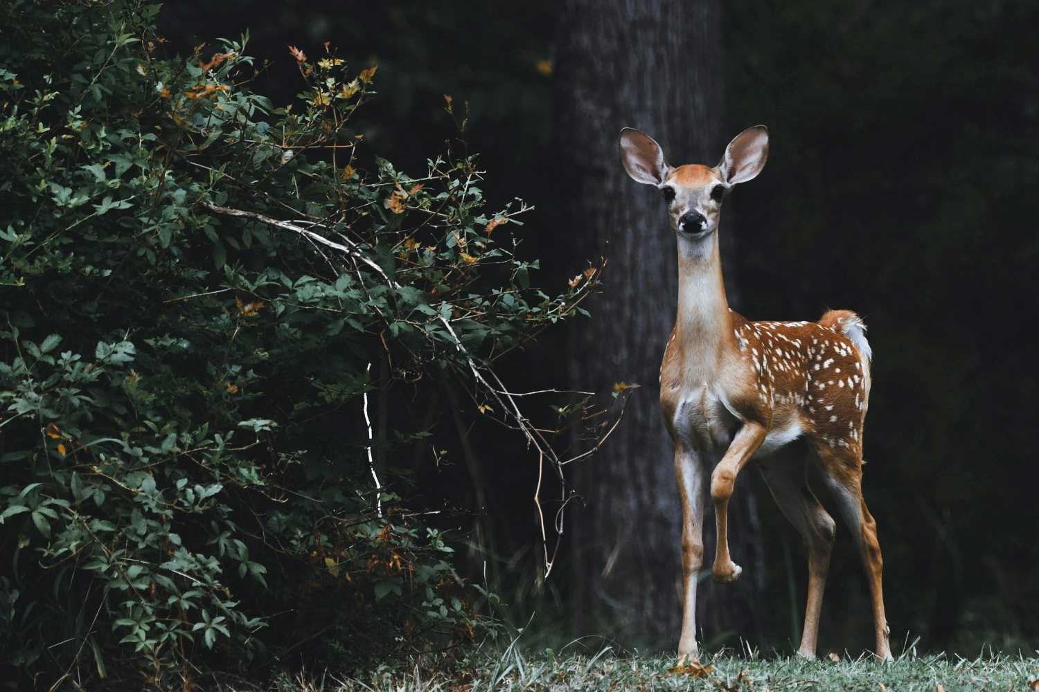 Wayne National Forest Hunting